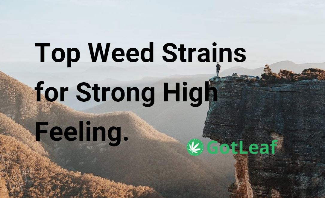 Top Weed Strains for Strong High Feeling