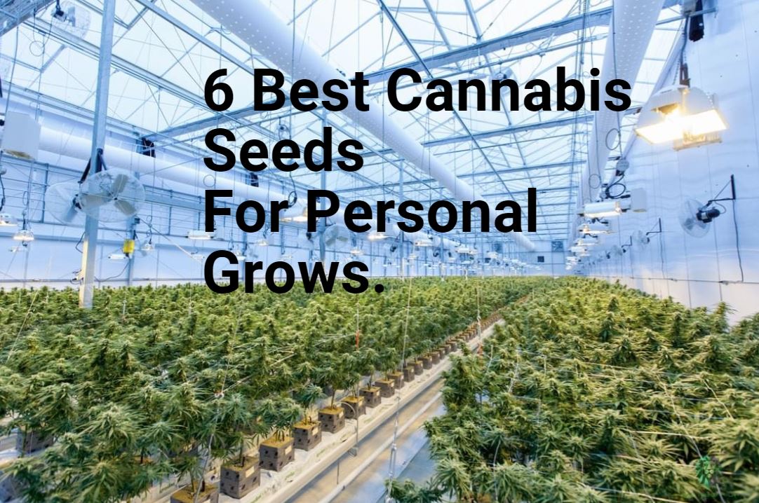 6 Best Cannabis Seeds For Personal Grows